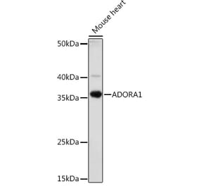 Western Blot - Anti-Adenosine A1 Receptor Antibody (A306591) - Antibodies.com