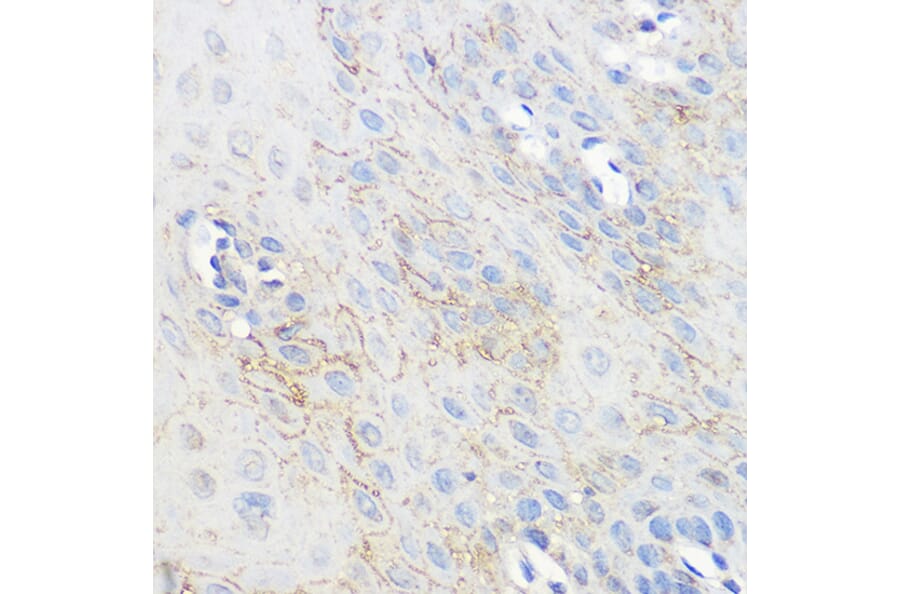 Immunohistochemistry - Anti-Adenosine A1 Receptor Antibody (A306591) - Antibodies.com