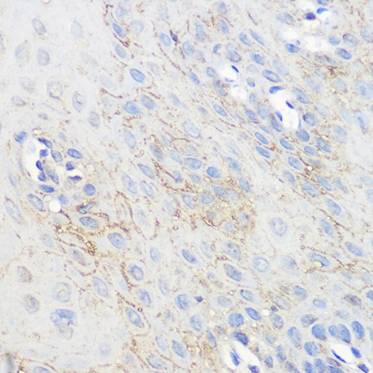 Immunohistochemistry - Anti-Adenosine A1 Receptor Antibody (A306591) - Antibodies.com
