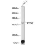 Western Blot - Anti-DHX29 Antibody (A306592) - Antibodies.com