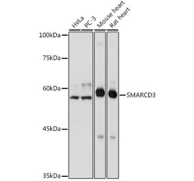 Western Blot - Anti-BAF60C Antibody (A306600) - Antibodies.com