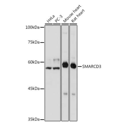 Western Blot - Anti-BAF60C Antibody (A306600) - Antibodies.com