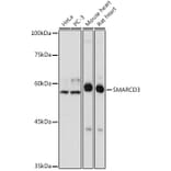 Western Blot - Anti-BAF60C Antibody (A306600) - Antibodies.com
