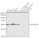 Western Blot - Anti-PKM Antibody (A306602) - Antibodies.com
