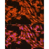 Immunofluorescence - Anti-PKM Antibody (A306602) - Antibodies.com