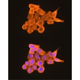 Immunofluorescence - Anti-PKM Antibody (A306602) - Antibodies.com