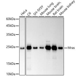 Western Blot - Anti-MRas Antibody (A306609) - Antibodies.com