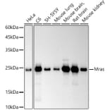 Western Blot - Anti-MRas Antibody [ARC2946] (A306609) - Antibodies.com