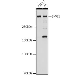 Western Blot - Anti-Smg1 Antibody [ARC2417] (A306610) - Antibodies.com