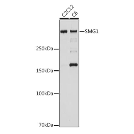 Western Blot - Anti-Smg1 Antibody [ARC2417] (A306610) - Antibodies.com