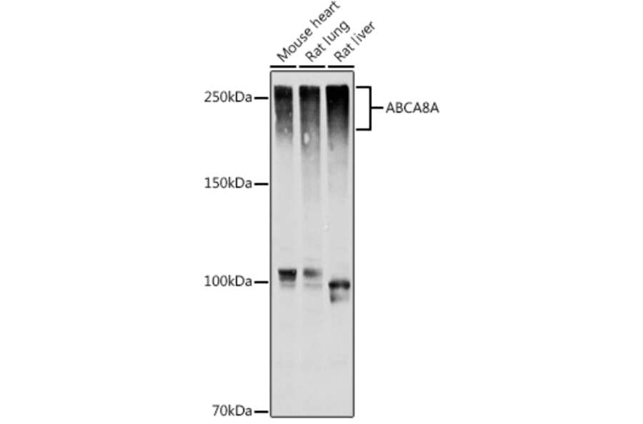 Western Blot - Anti-Abca8a Antibody (A306614) - Antibodies.com