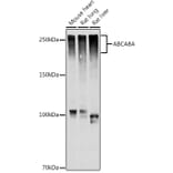 Western Blot - Anti-Abca8a Antibody (A306614) - Antibodies.com