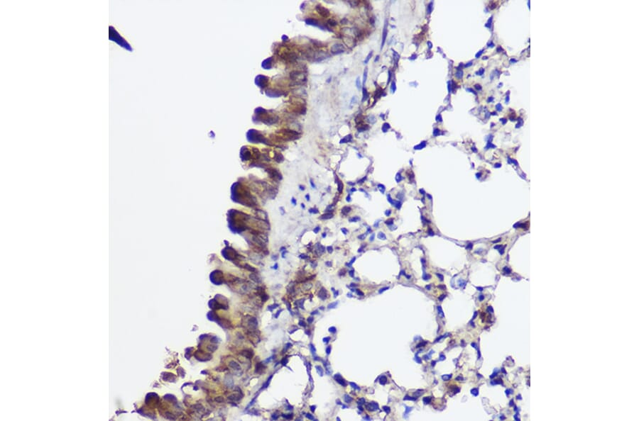 Immunohistochemistry - Anti-Abca8a Antibody (A306614) - Antibodies.com