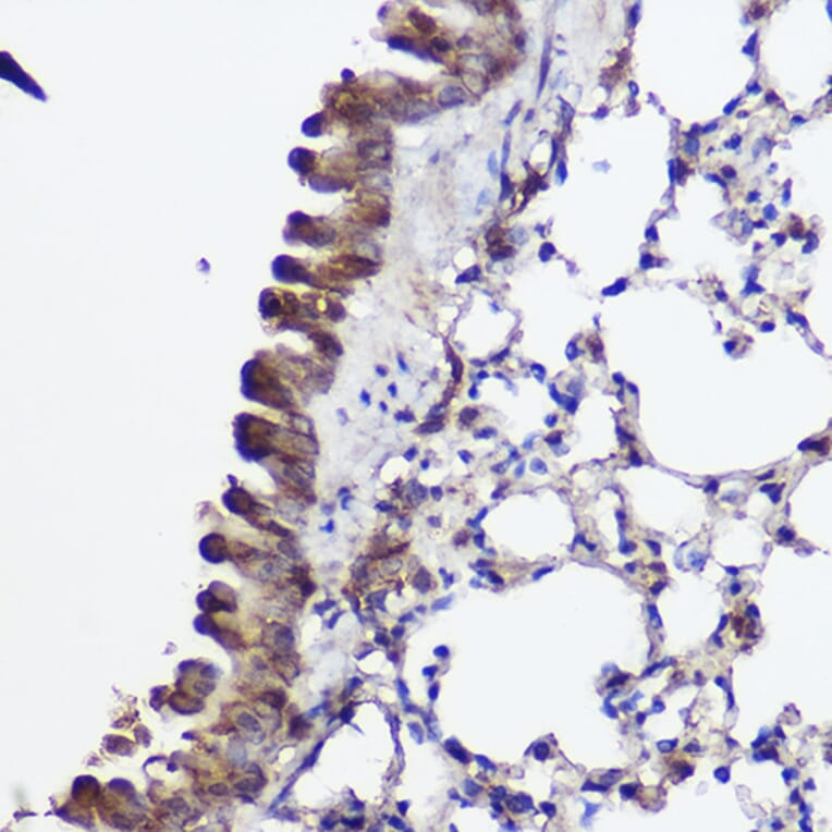Immunohistochemistry - Anti-Abca8a Antibody (A306614) - Antibodies.com