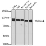 Western Blot - Anti-Hsp90 alpha + Hsp90 beta Antibody [ARC1169] (A306617) - Antibodies.com