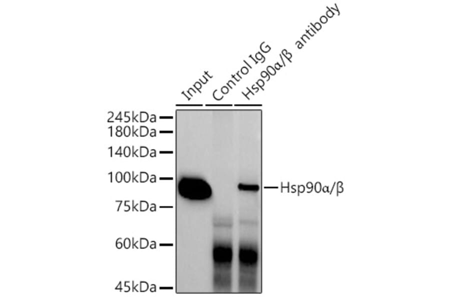 Western Blot - Anti-Hsp90 alpha + Hsp90 beta Antibody [ARC1169] (A306617) - Antibodies.com