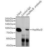Western Blot - Anti-Hsp90 alpha + Hsp90 beta Antibody [ARC1169] (A306617) - Antibodies.com