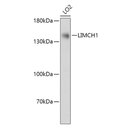 Western Blot - Anti-LIMCH1 Antibody (A306618) - Antibodies.com