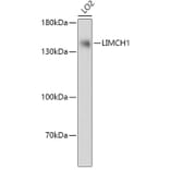Western Blot - Anti-LIMCH1 Antibody (A306618) - Antibodies.com