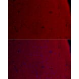 Immunofluorescence - Anti-CamKII gamma Antibody (A306620) - Antibodies.com