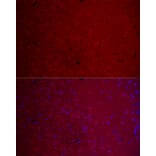 Immunofluorescence - Anti-CamKII gamma Antibody (A306620) - Antibodies.com