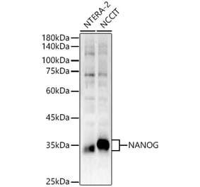 Western Blot - Anti-Nanog Antibody (A306623) - Antibodies.com