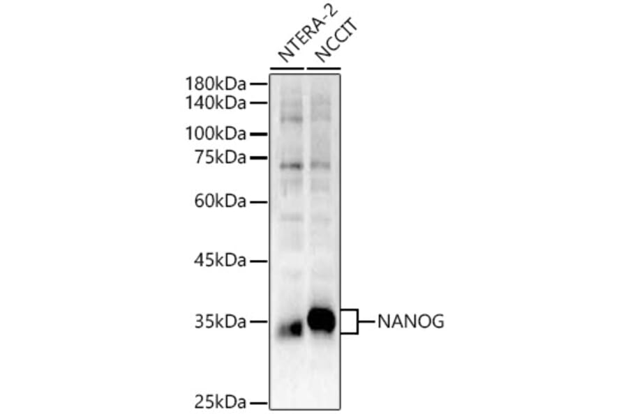 Western Blot - Anti-Nanog Antibody (A306623) - Antibodies.com