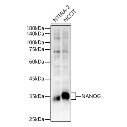 Western Blot - Anti-Nanog Antibody (A306623) - Antibodies.com