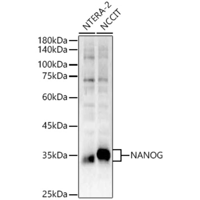 Western Blot - Anti-Nanog Antibody (A306623) - Antibodies.com