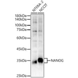 Western Blot - Anti-Nanog Antibody (A306623) - Antibodies.com