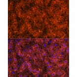 Immunofluorescence - Anti-Alcohol Dehydrogenase + ADH1B + ADH1C Antibody (A306626) - Antibodies.com