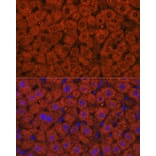 Immunofluorescence - Anti-Alcohol Dehydrogenase + ADH1B + ADH1C Antibody (A306626) - Antibodies.com