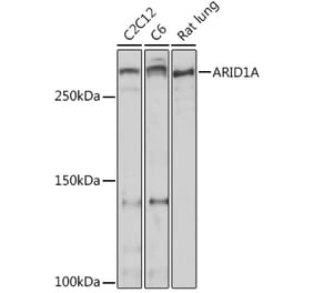 Western Blot - Anti-ARID1A Antibody (A306631) - Antibodies.com