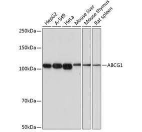 Western Blot - Anti-ABCG1 Antibody [ARC0336] (A306633) - Antibodies.com