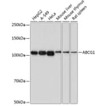 Western Blot - Anti-ABCG1 Antibody [ARC0336] (A306633) - Antibodies.com