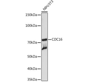 Western Blot - Anti-Apc6 Antibody [ARC2053] (A306640) - Antibodies.com