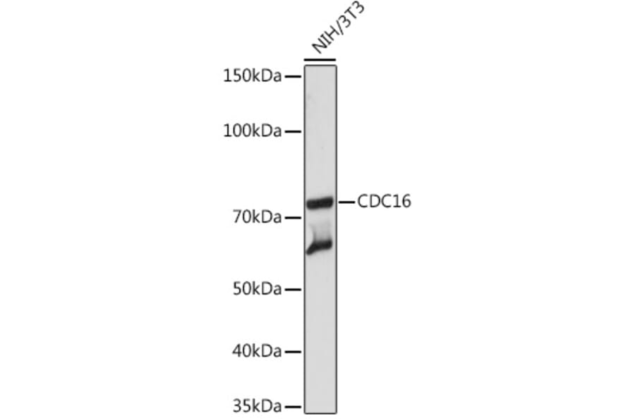 Western Blot - Anti-Apc6 Antibody [ARC2053] (A306640) - Antibodies.com