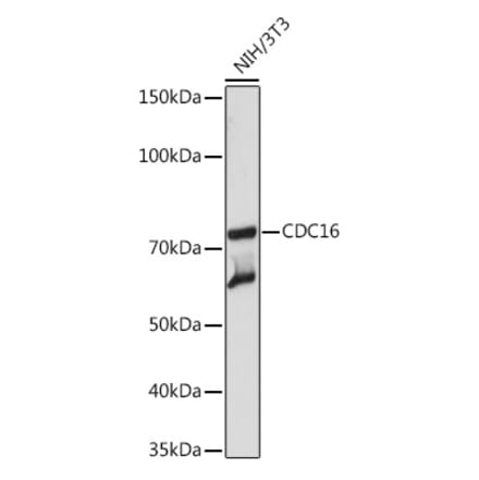 Western Blot - Anti-Apc6 Antibody [ARC2053] (A306640) - Antibodies.com
