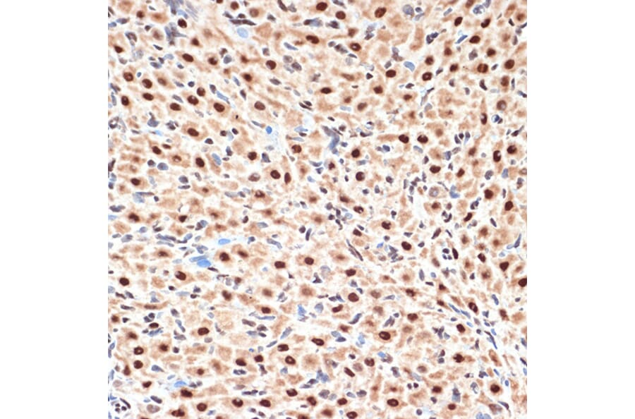 Immunohistochemistry - Anti-Apc6 Antibody [ARC2053] (A306640) - Antibodies.com