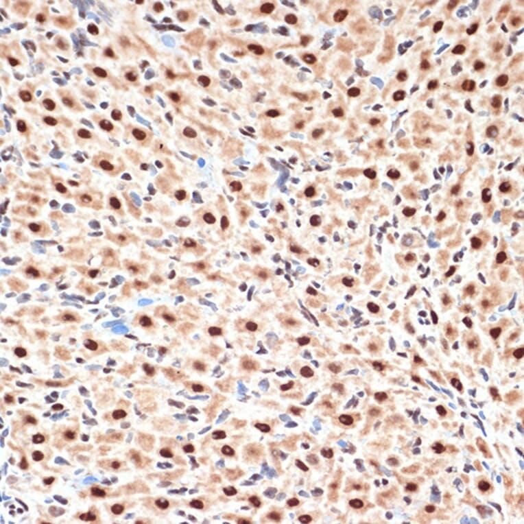 Immunohistochemistry - Anti-Apc6 Antibody [ARC2053] (A306640) - Antibodies.com