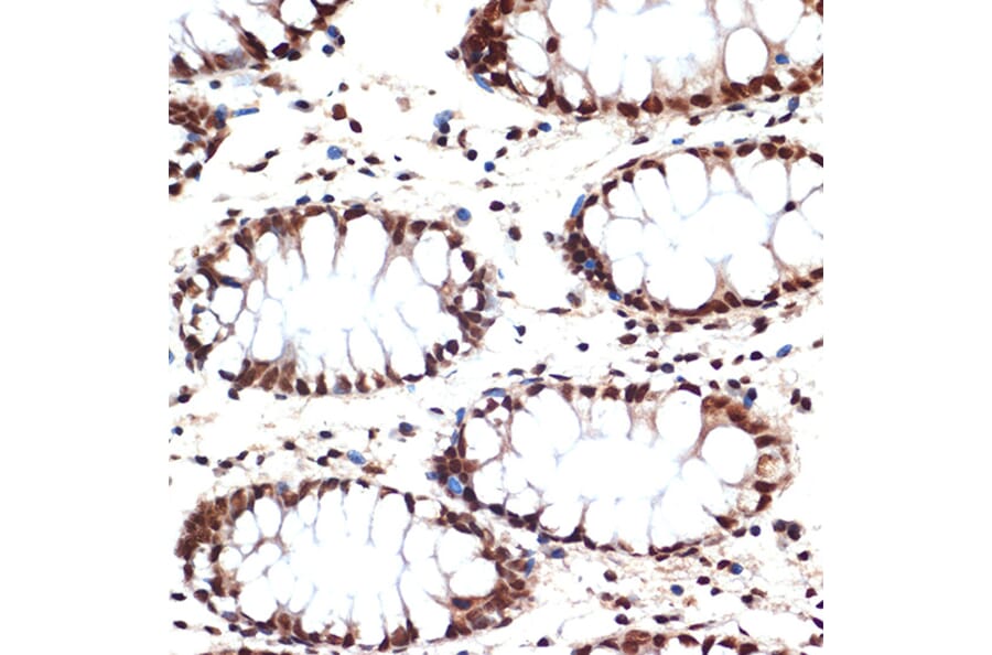 Immunohistochemistry - Anti-Apc6 Antibody [ARC2053] (A306640) - Antibodies.com