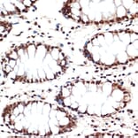 Immunohistochemistry - Anti-Apc6 Antibody [ARC2053] (A306640) - Antibodies.com