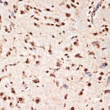 Immunohistochemistry - Anti-Apc6 Antibody [ARC2053] (A306640) - Antibodies.com