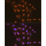 Immunofluorescence - Anti-Apc6 Antibody [ARC2053] (A306640) - Antibodies.com