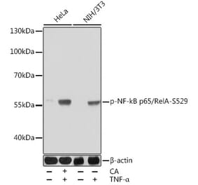 Western Blot - Anti-NF-kB p65 (phospho Ser529) Antibody (A306643) - Antibodies.com