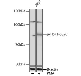 Western Blot - Anti-HSF1 (phospho Ser326) Antibody [ARC1601] (A306644) - Antibodies.com