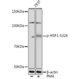 Western Blot - Anti-HSF1 (phospho Ser326) Antibody [ARC1601] (A306644) - Antibodies.com