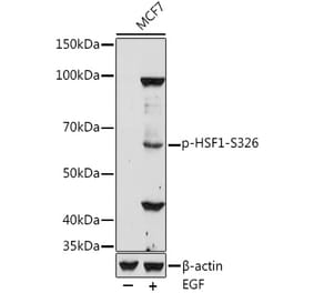 Western Blot - Anti-HSF1 (phospho Ser326) Antibody (A306645) - Antibodies.com