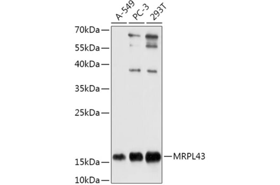 Western Blot - Anti-MRPL43 Antibody (A306652) - Antibodies.com