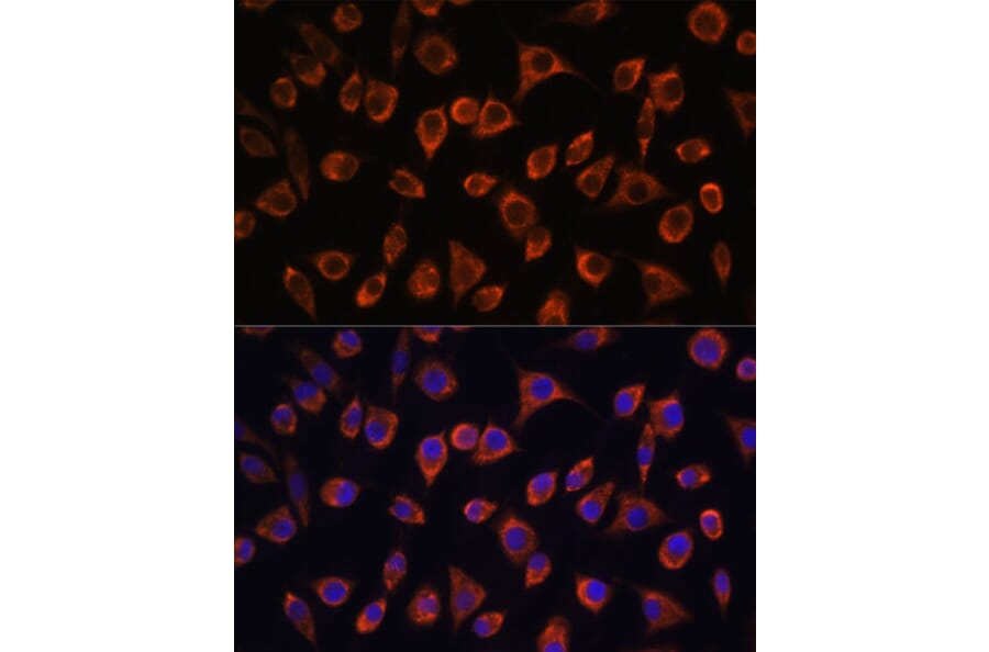Immunofluorescence - Anti-MRPL43 Antibody (A306652) - Antibodies.com